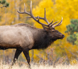 elk